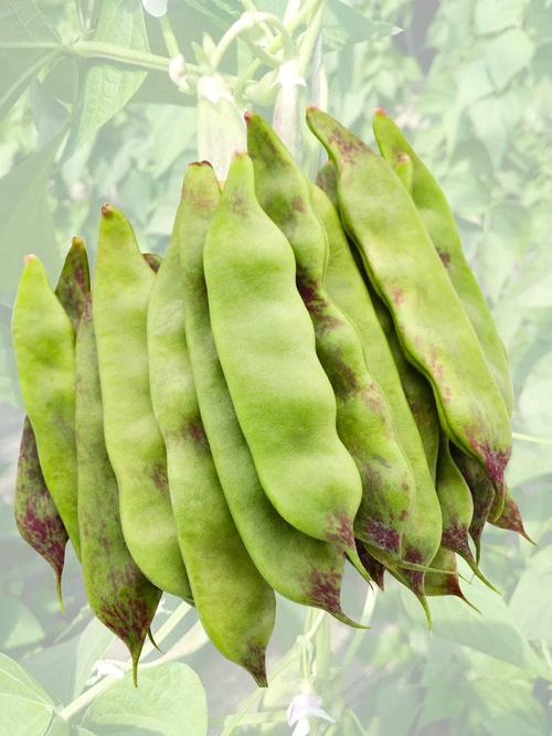 種豆角前泡種子3小時？這個小習慣讓將軍一點紅出苗快又齊