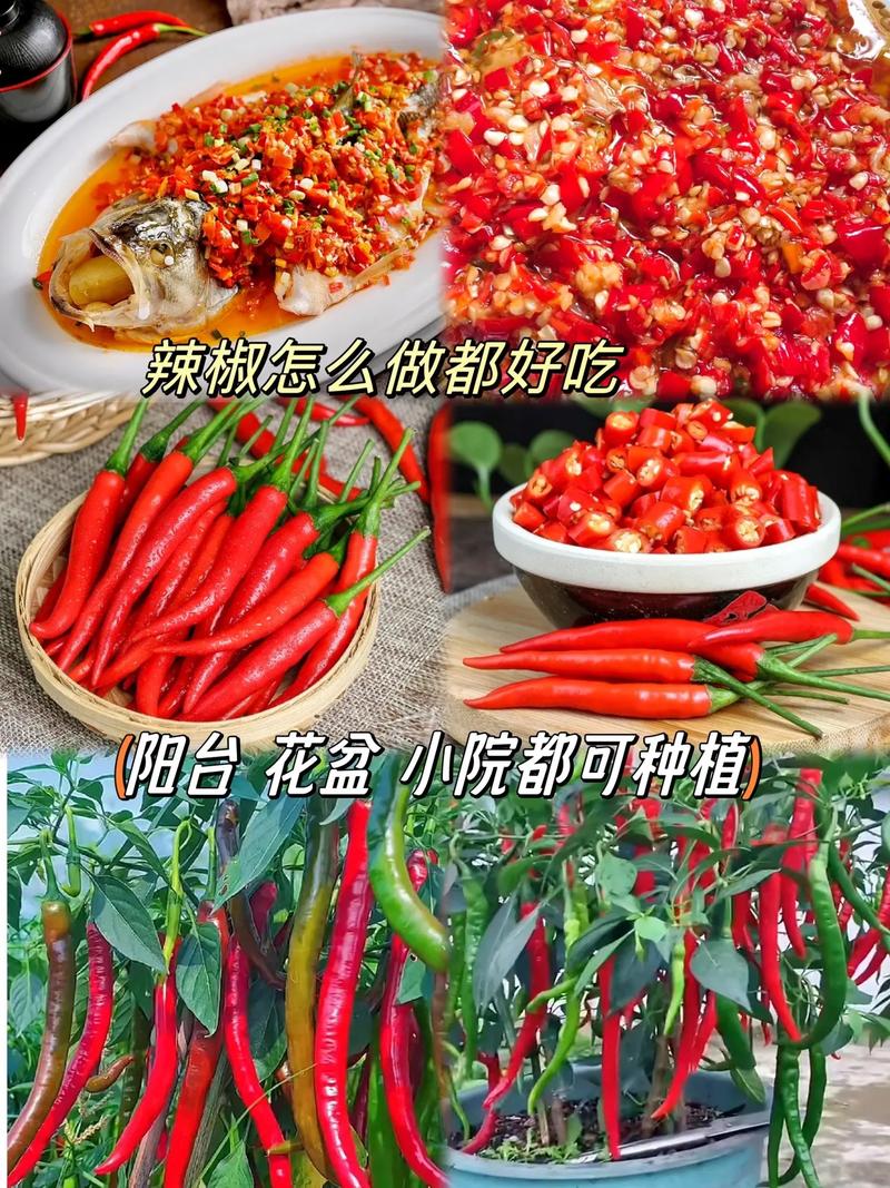 美人椒種子長勢強勁.坐果率高.拍二發(fā)三#優(yōu)質(zhì)農(nóng)產(chǎn)品 #辣椒