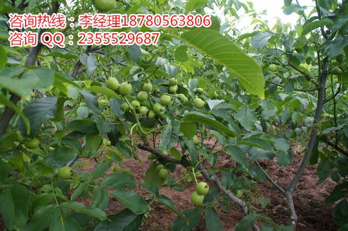 種子,種苗 廠家產(chǎn)品 云南9818核桃苗,云南清香核桃苗,云南云新核桃苗