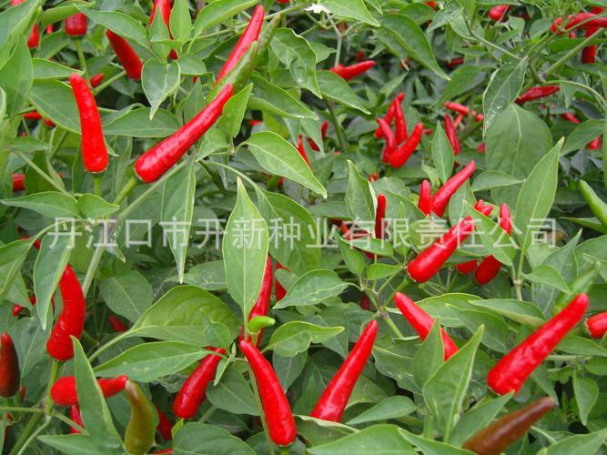 原料輔料,初加工材料 農(nóng)產(chǎn)品 種子種苗 其他種子種苗 供應(yīng)朝天椒種子